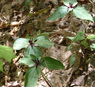 Trillium.jpg