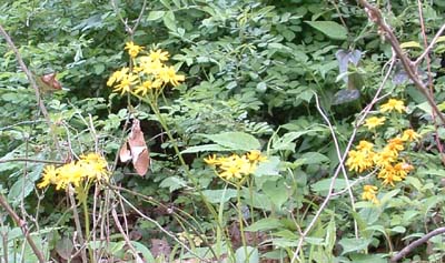 Wildflowers.jpg