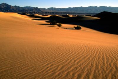 DUNES11_lg.jpg