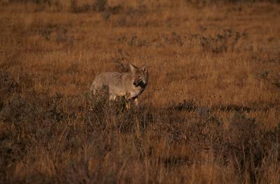Coyote1_lg.jpg