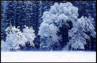 Trees in Winter.jpg