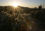 Joshua Tree National Park
