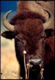 Bison_1_33.lg.jpg