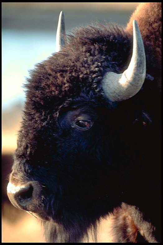Bison_2_34.lg.jpg