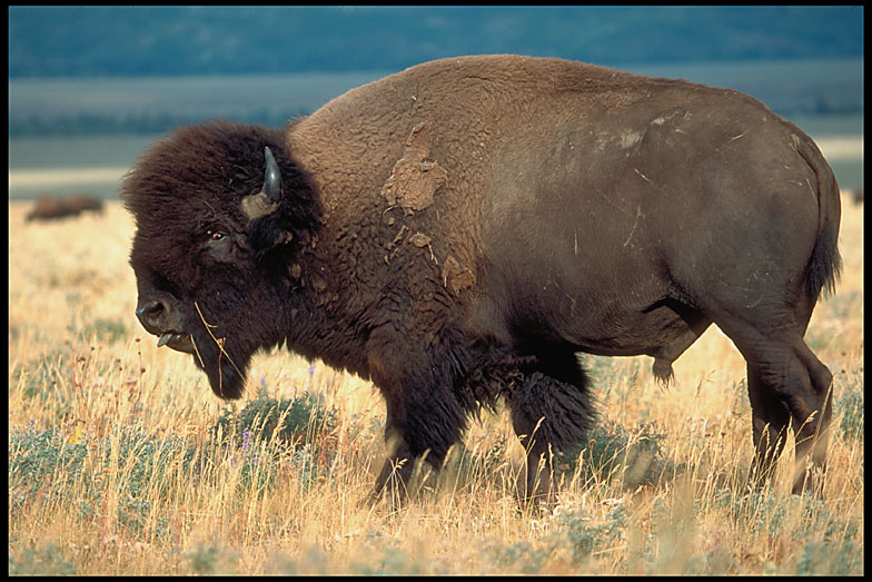 Bison_4_36.lg.jpg