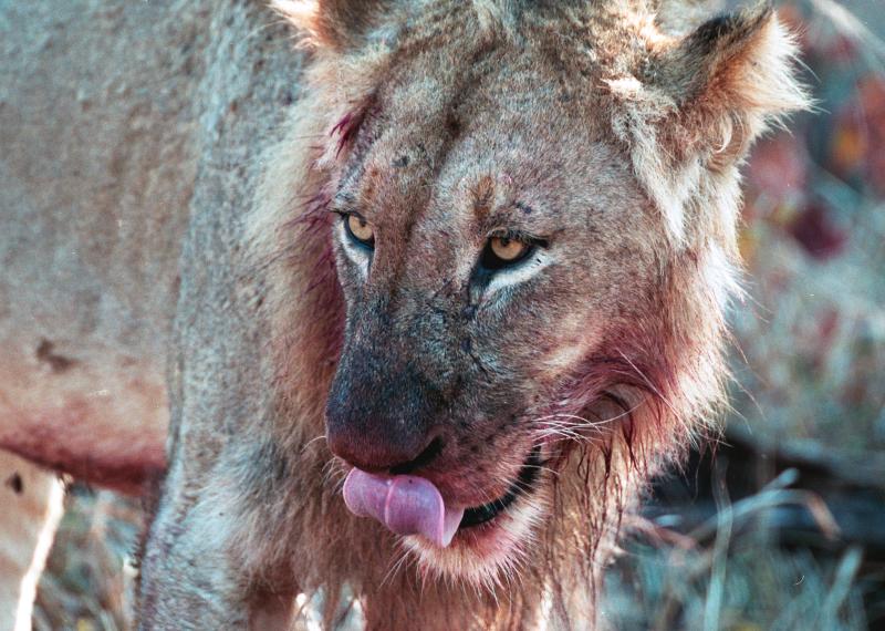 lion lick nose.jpg