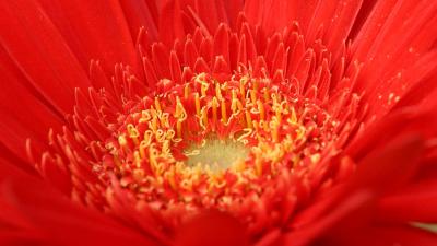 red flower.jpg