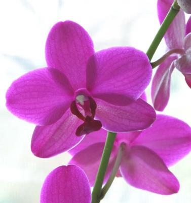 orchid backlit.jpg