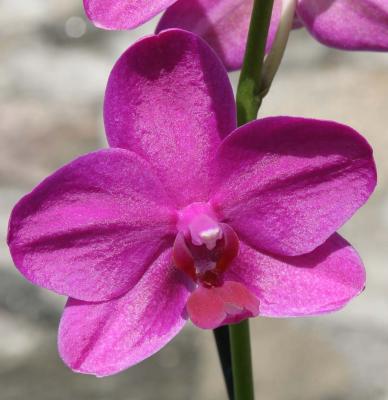 orchid single.jpg