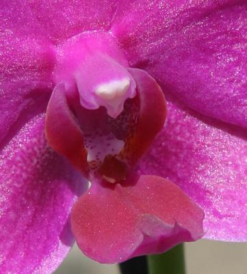 orchidclose.jpg