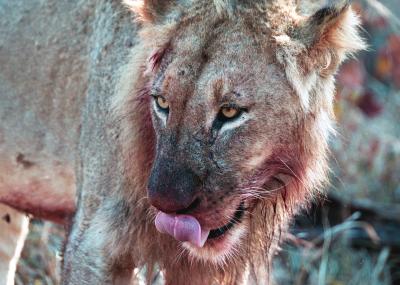 u27/fal/medium/16269311.africalionlicknose.jpg