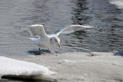 gull-ice.jpg
