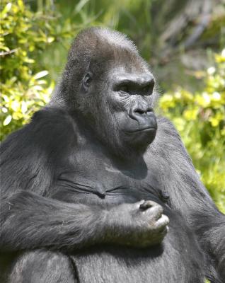 gorilla_thinking.jpg