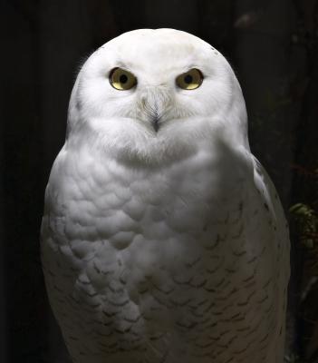 snowy owl 1.jpg