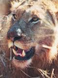 lion teeth.jpg