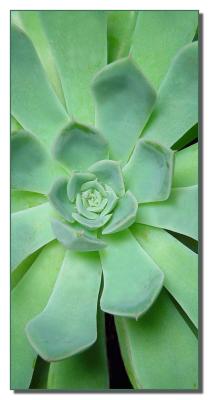Succulent
