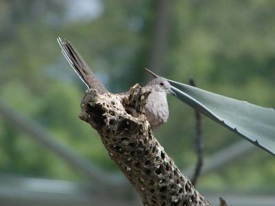 dove-a200-raw.jpg