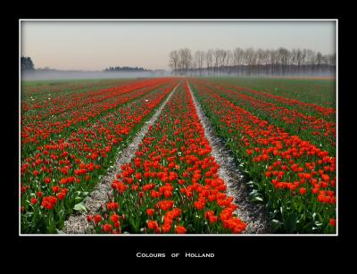 Lisse tulip field