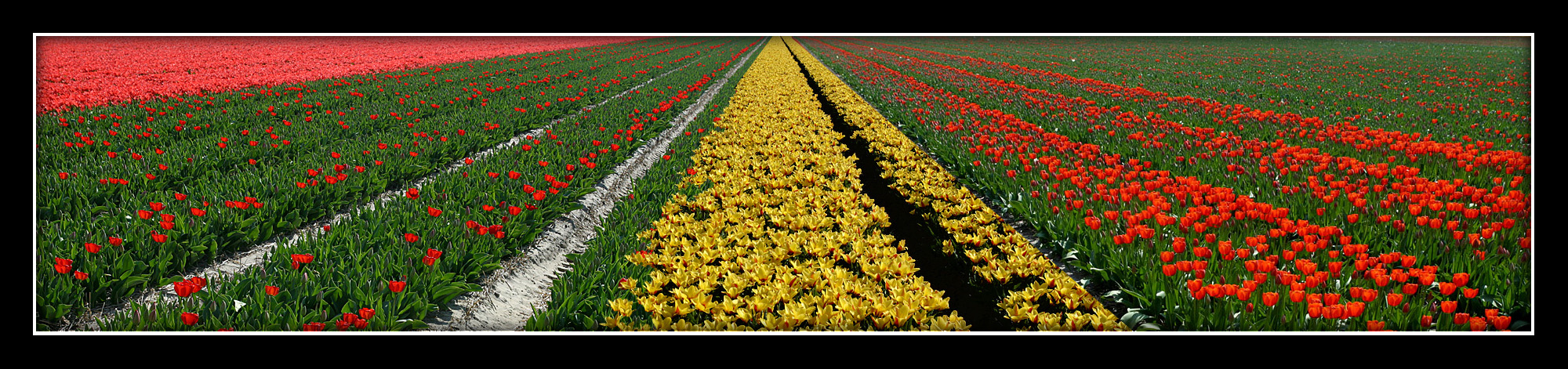 Holland tulip fields