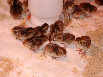 Quail1.jpg
