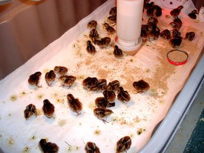Quail2.jpg