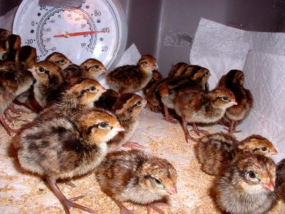 Quail3.jpg
