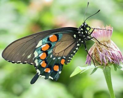 Butterfly On Thistle