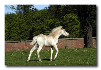 The Horses