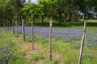 Bluebonnets near Grandbury