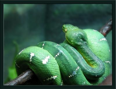 Snake at Zoo