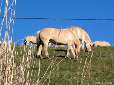 Horses