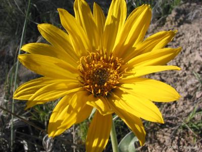 Sunflower- Lg
