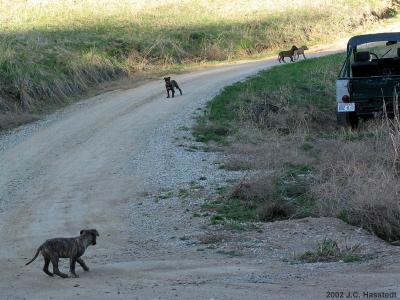 Wild Puppies