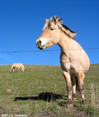 Horse Posing