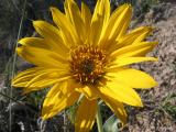 Sunflower- Lg