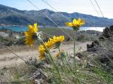 Sunflowers: Lake View1