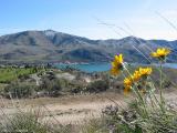 Sunflowers: Lake View2