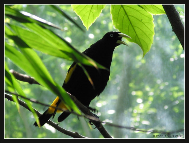 Bird at Zoo