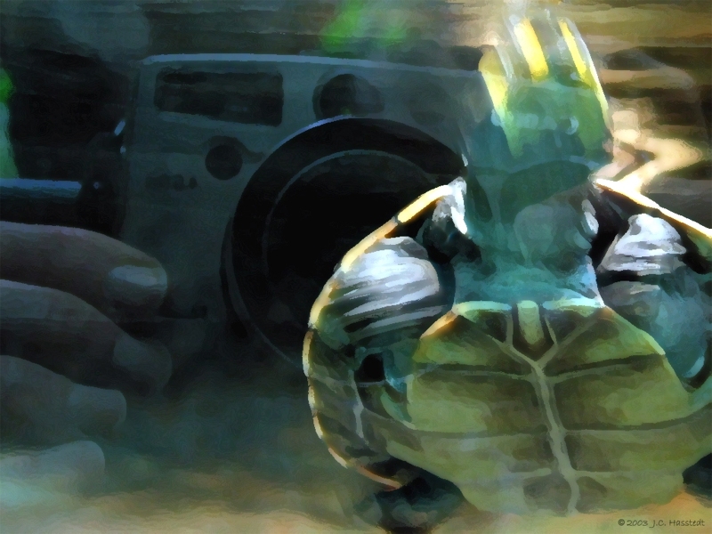 Turtle Shot