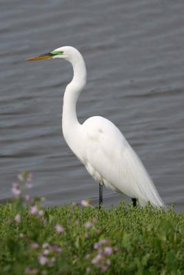 Great Egret