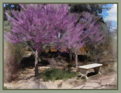 u27/gaylebarry/medium/15812221.RedBuds12221.jpg