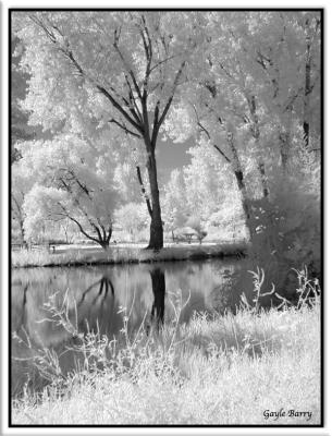 Tree Beside the Pond