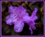 Rhododendrum in the rain