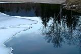 Pond reflections