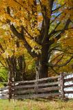 Tree and fence