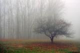 Foggy autumn morning