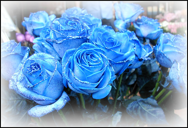 Blue Roses