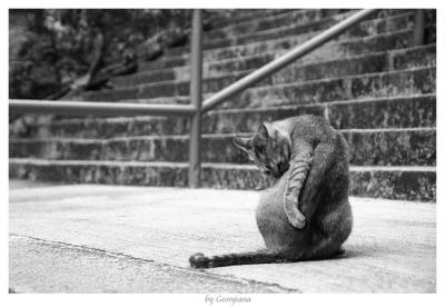 Life of cats in Wanchai(3)