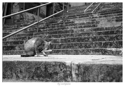 Life of cats in Wanchai(4)