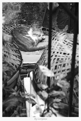 Sleeping cat(1)